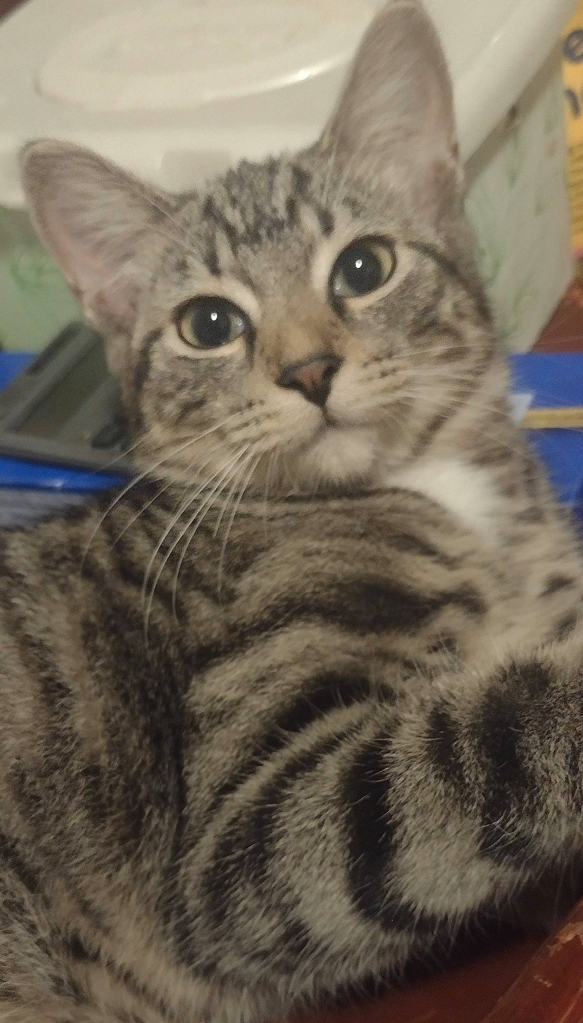 Lil Jose joined the competition — help win amazing prizes! carnivore, cat, claw, domestic_short_haired_cat, felidae, fur, paw, small_to_medium_sized_cats, snout, terrestrial_animal, whiskers, wildlife