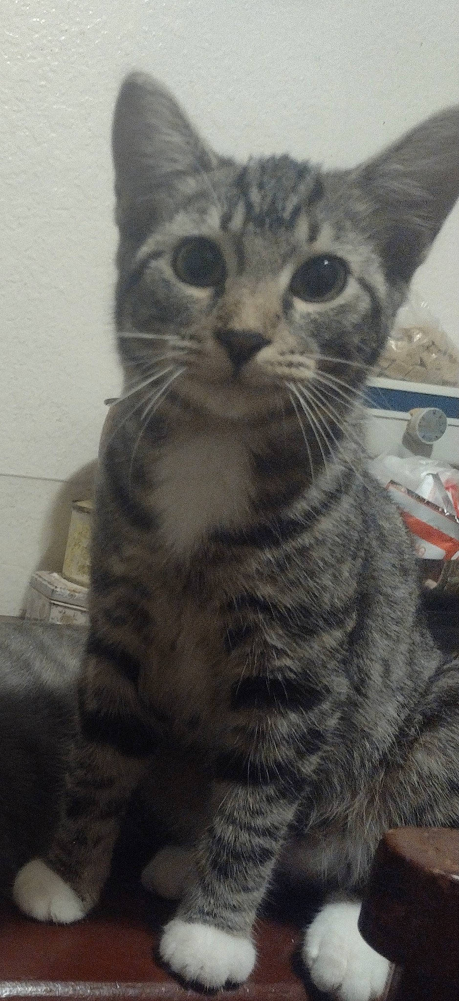 Lil Jose is registered to the contest to win money with this photo: carnivore, cat, domestic_short_haired_cat, felidae, fur, iris, paw, small_to_medium_sized_cats, snout, terrestrial_animal, whiskers