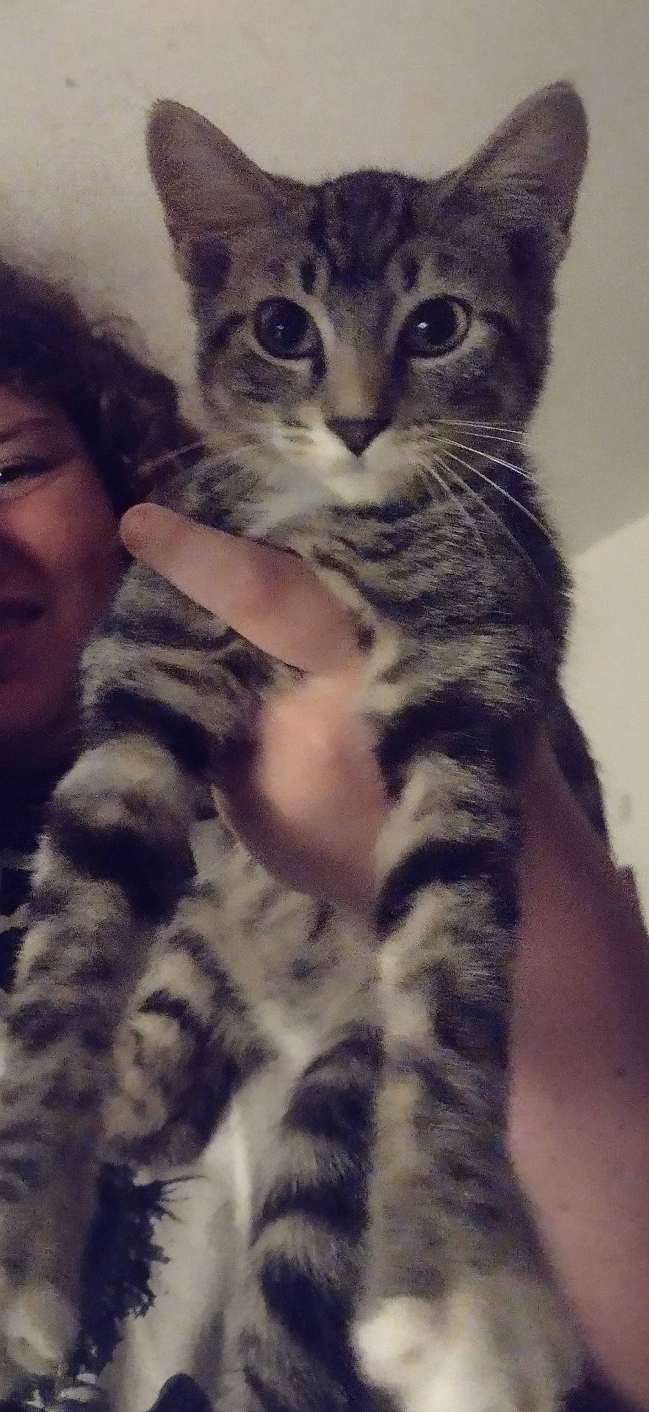 Lil Jose is registered to the contest to win money with this photo: carnivore, cat, claw, comfort, domestic_short_haired_cat, eyewear, felidae, fur, gesture, happy, head, iris, nail, paw, sitting, small_to_medium_sized_cats, smile, snout, tail, whiskers