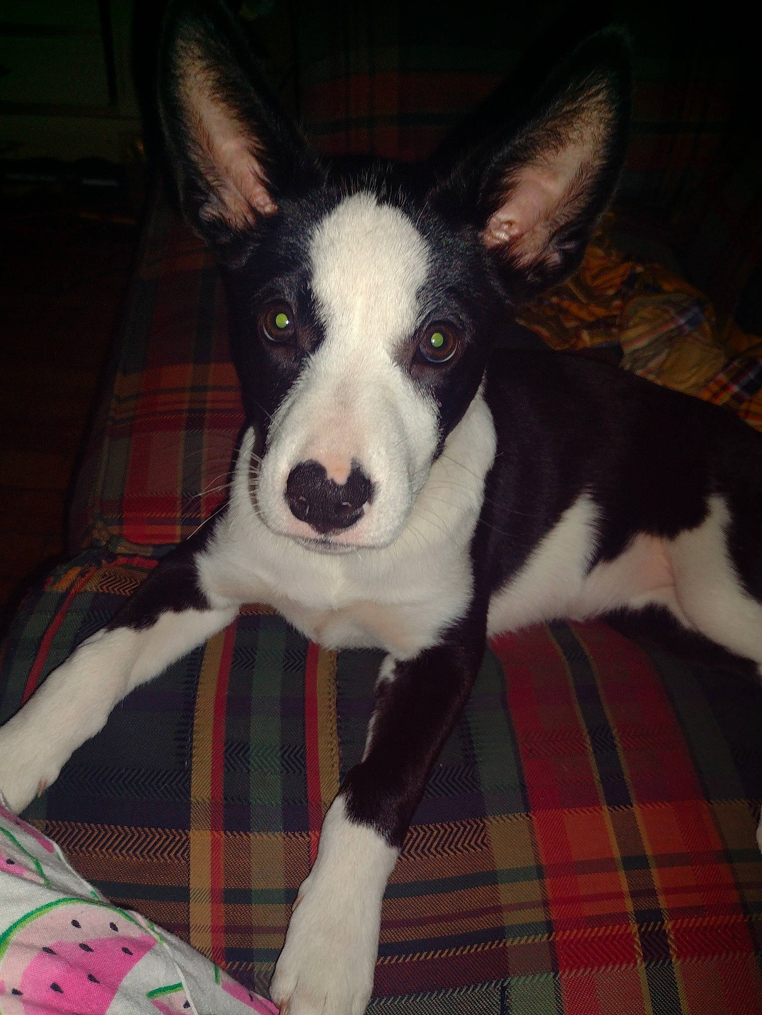 Bby Anne is registered to the contest to win money with this photo: canidae, carnivore, comfort, companion_dog, dog, dog_breed, dog_supply, fur, herding_dog, non_sporting_group, pattern, plaid, puppy, snout, sporting_group, tartan, whiskers, working_animal, working_dog