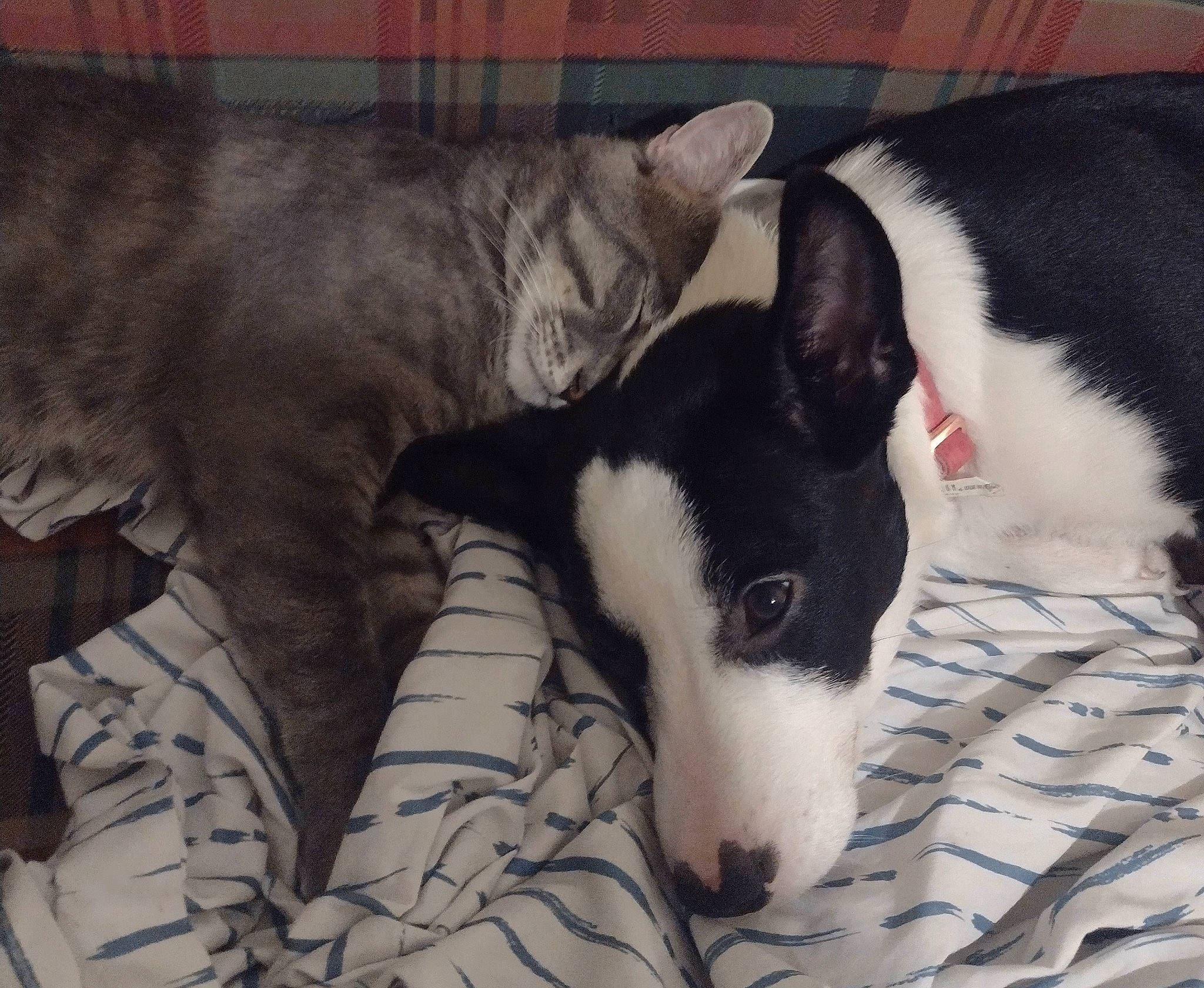 Bby Anne is registered to the contest to win money with this photo: canidae, carnivore, comfort, companion_dog, dog, dog_breed, domestic_short_haired_cat, felidae, fur, non_sporting_group, paw, snout, sporting_group, tail, terrestrial_animal, whiskers, working_animal, working_dog