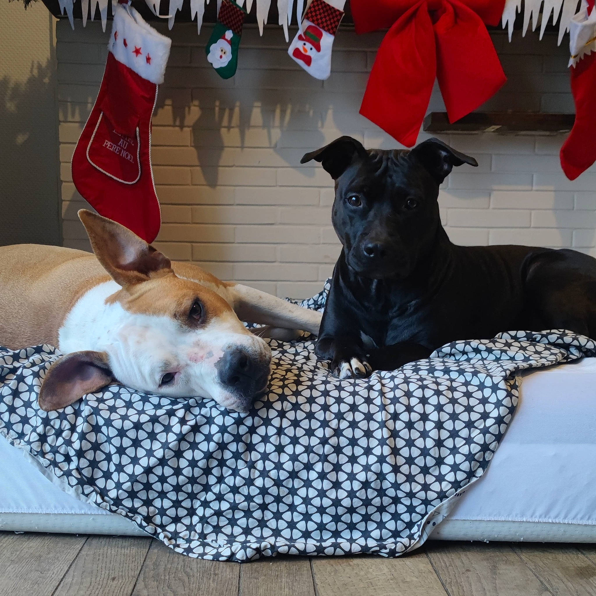 Presly participe au concours pour gagner de l'argent avec cette photo : canidae, carmine, carnivore, chair, clock, collar, comfort, companion_dog, dog, dog_breed, dog_collar, dog_supply, fur, pattern, paw, pet_supply, puppy, snout, sporting_group, working_animal