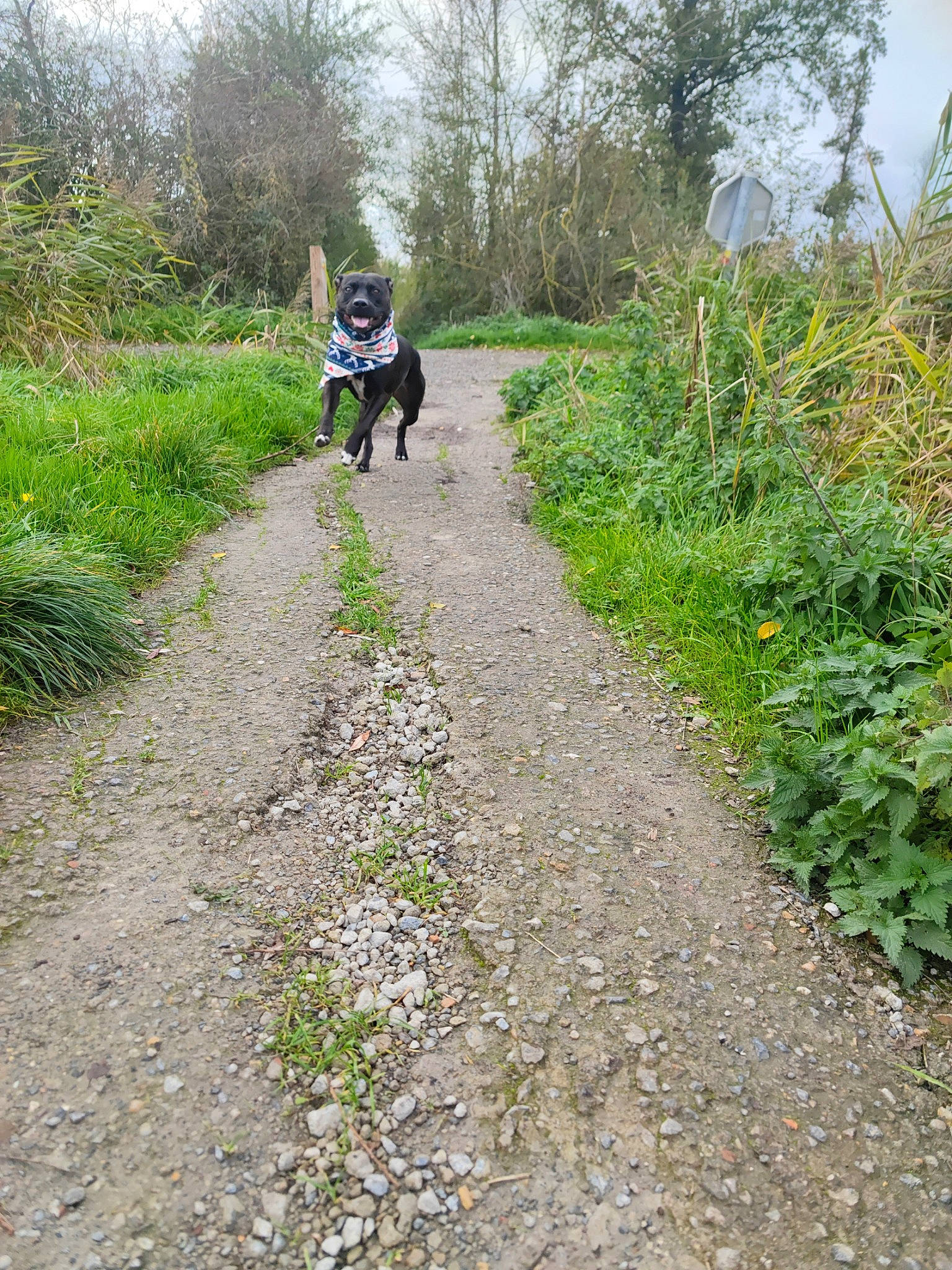 Presly participe au concours pour gagner de l'argent avec cette photo : asphalt, cycling, dirt_road, forest, grass, groundcover, landscape, natural_landscape, people_in_nature, plant, plant_community, recreation, road, road_surface, shrub, sky, soil, trail, tree, walking