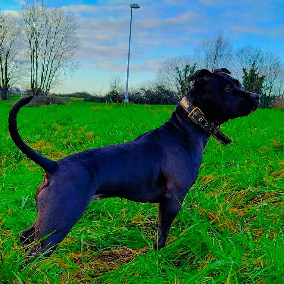 Presly a rejoint le concours — aidez-le/la à gagner de superbes lots ! canidae, carnivore, cloud, collar, dog, dog_breed, dog_collar, grass, grassland, hunting_dog, liver, pet_supply, plant, sky, sporting_group, tail, terrestrial_animal, tree, working_animal, working_dog