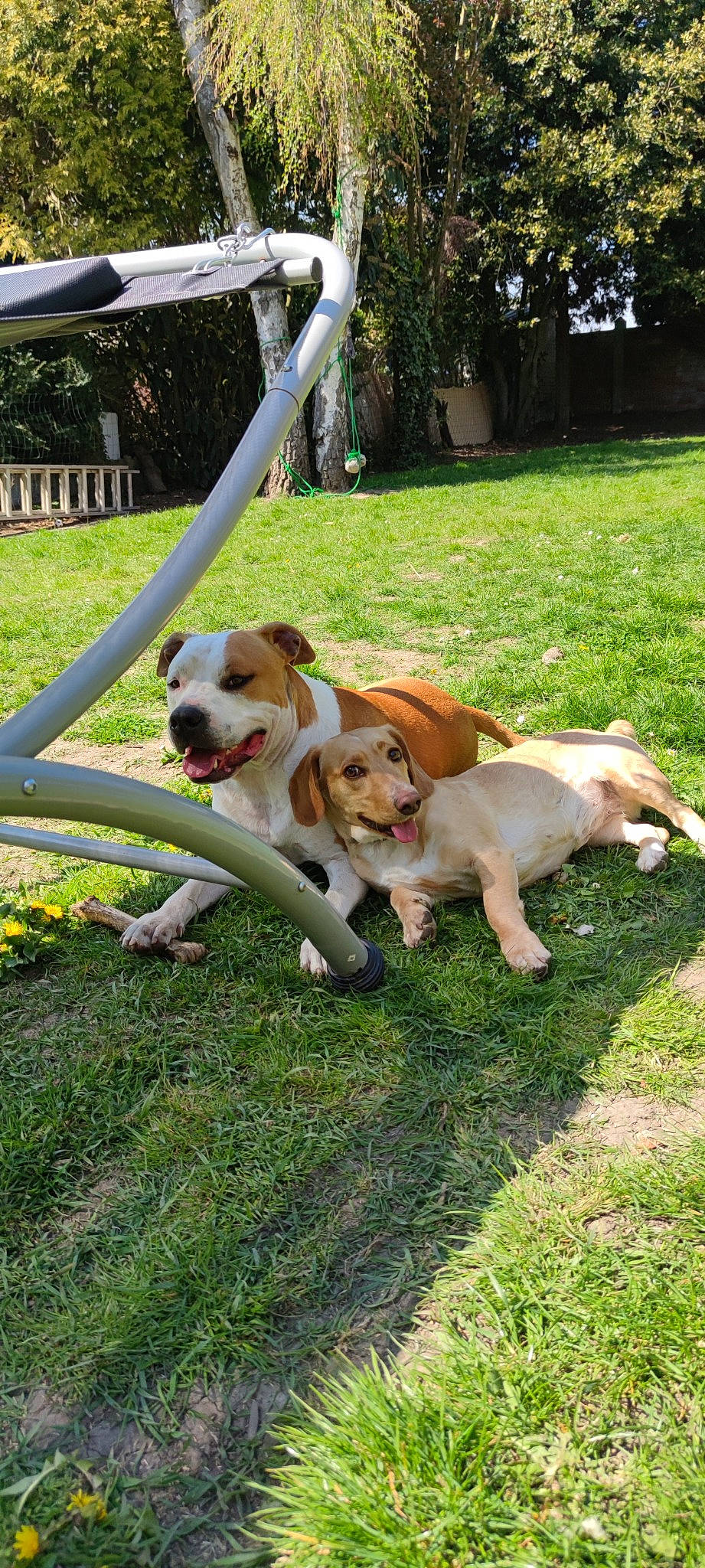 Oslo participe au concours pour gagner de l'argent avec cette photo : canidae, carnivore, cavalier_king_charles_spaniel, chair, companion_dog, dog, dog_breed, fawn, fence, grass, hound, lawn, leisure, mammal, plant, sporting_group, tail, toy, toy_dog, vertebrate