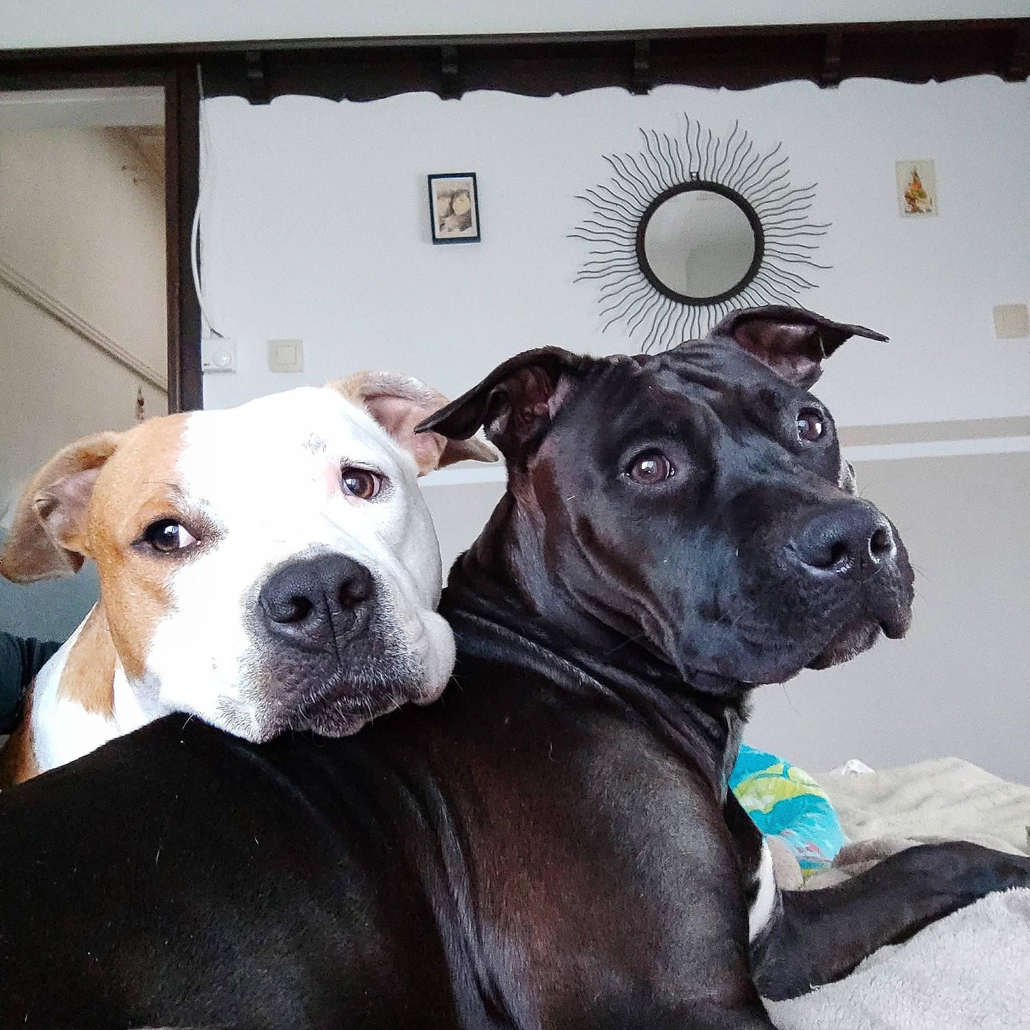 Oslo participe au concours pour gagner de l'argent avec cette photo : canidae, carnivore, collar, comfort, companion_dog, dog, dog_breed, dog_collar, eye, fawn, fur, guard_dog, liver, pet_supply, puppy, snout, sporting_group, whiskers, working_animal, working_dog