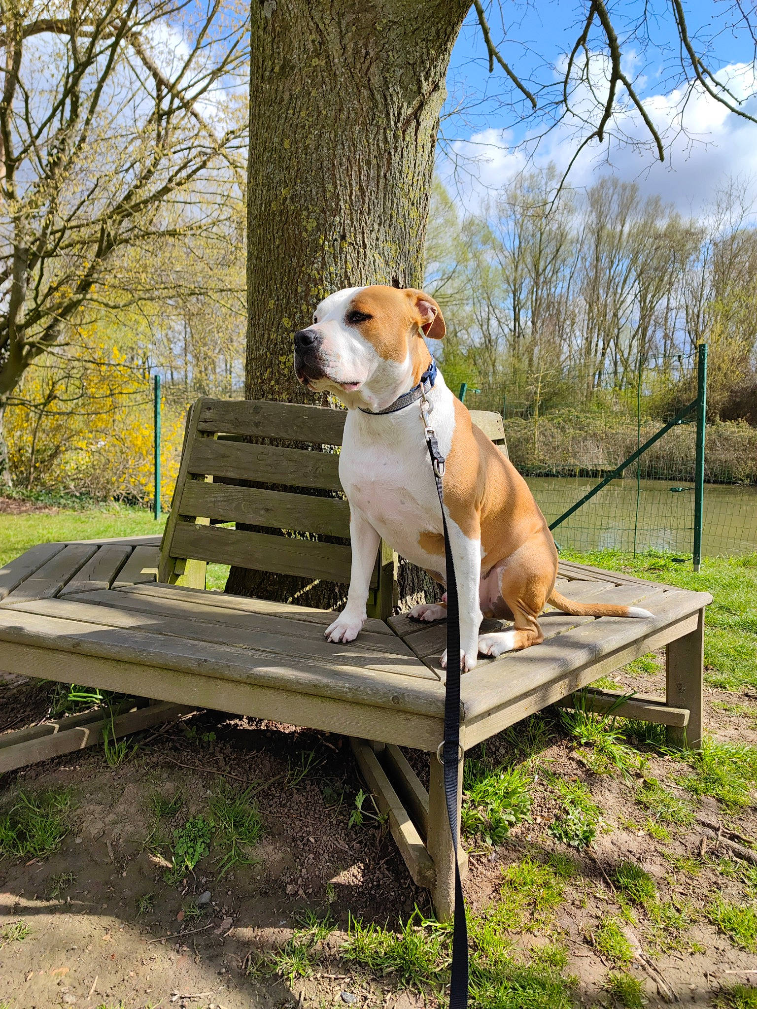 Oslo a rejoint le concours — aidez-le/la à gagner de superbes lots ! bench, carnivore, cloud, collar, companion_dog, dog, dog_breed, dog_collar, fawn, grass, leisure, outdoor_bench, outdoor_furniture, pet_supply, plant, sky, table, tail, tree, working_animal