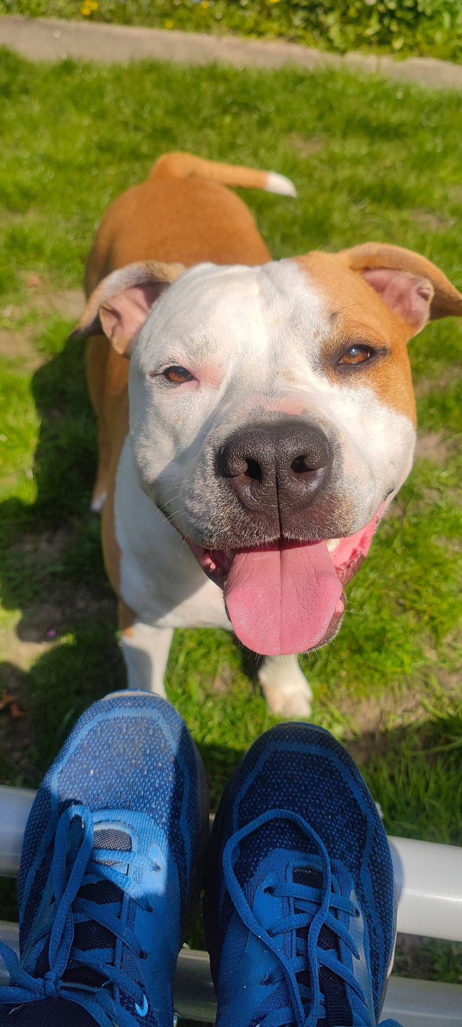 Oslo participe au concours pour gagner de l'argent avec cette photo : athletic_shoe, blue, carnivore, collar, companion_dog, dog, dog_breed, dog_collar, electric_blue, fawn, foot, grass, non_sporting_group, outdoor_shoe, photography, snout, sporting_group, walking_shoe, working_animal, working_dog