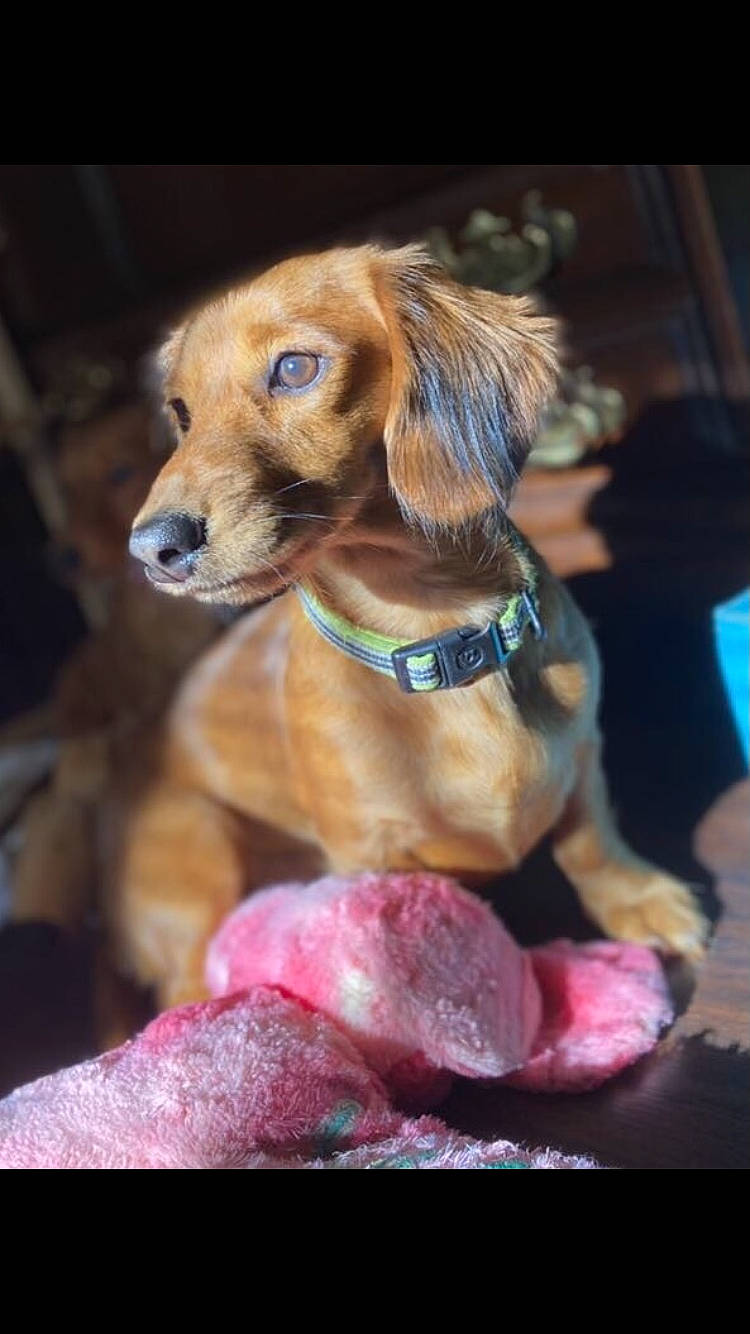 Rose joined the competition — help win amazing prizes! canidae, carnivore, collar, companion_dog, dog, dog_breed, dog_collar, dog_supply, ear, eye, fawn, fur, hound, leash, liver, pet_supply, snout, sporting_group, whiskers, working_animal