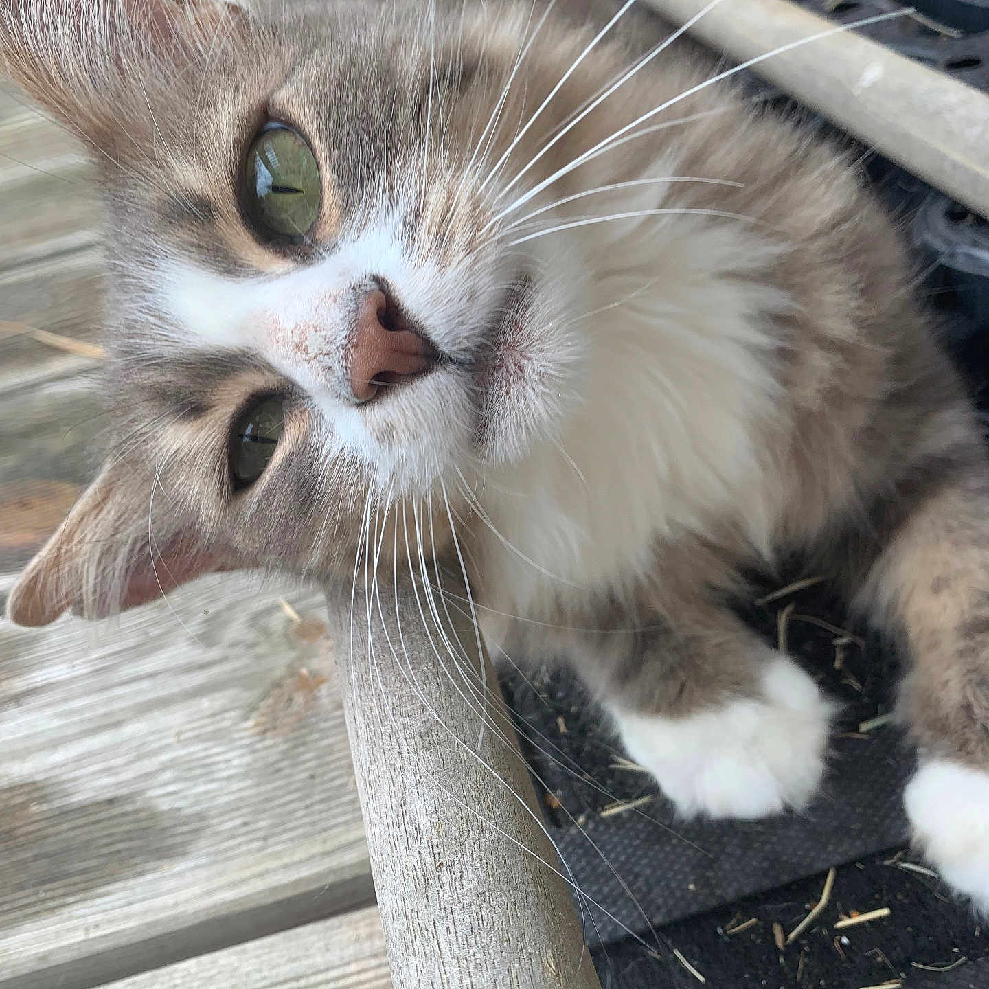 Dickies participe au concours pour gagner de l'argent avec cette photo : abyssinian, angora, animal, architecture, building, cat, deck, hardwood, house, housing, kitten, manx, pet, plywood, porch, siamese, slate, water, waterfront, wood