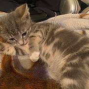 Prince is registered to the contest to win money with this photo: kitten, cat, gray_tabby, fur, whiskers, paws, blanket, cozy, indoor, pet, cute, animal, young, sleepy, resting, soft, striped, closeup, domestic_cat, feline