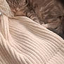 Prince joined the competition — help win amazing prizes! kitten, sleeping, cozy, blanket, knitted, cream_color, furry, soft, resting, cute, pet, indoor, closeup, fur, small, animal, relaxing, calm, comfort, nap