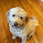 Cruz joined the competition — help win amazing prizes! dog, curly_fur, pet, animal, indoor, wooden_floor, cute, looking_up, fluffy, companion, friendly, canine, domestic, adorable, fur, tail, ears, sitting, house, floor