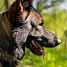 animal, background_blur, canine, closeup, daylight, dog, forest, fur, german_shepherd, greenery, mammal, nature, outdoor, pet, portrait, profile, side_view, sunlight, tongue_out, wildlife