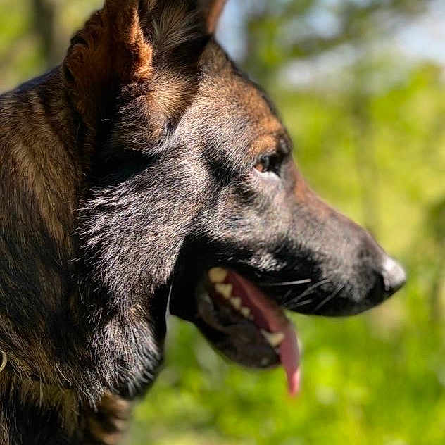 Noxan is registered to the contest to win money with this photo: animal, background_blur, canine, closeup, daylight, dog, forest, fur, german_shepherd, greenery, mammal, nature, outdoor, pet, portrait, profile, side_view, sunlight, tongue_out, wildlife