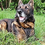 Noxan a rejoint le concours — aidez-le/la à gagner de superbes lots ! dog, german_shepherd, grass, outdoor, nature, forest, canine, animal, pet, happy, lying_down, greenery, muzzle, ears, fur, tongue, collar, daylight, relaxed, smiling