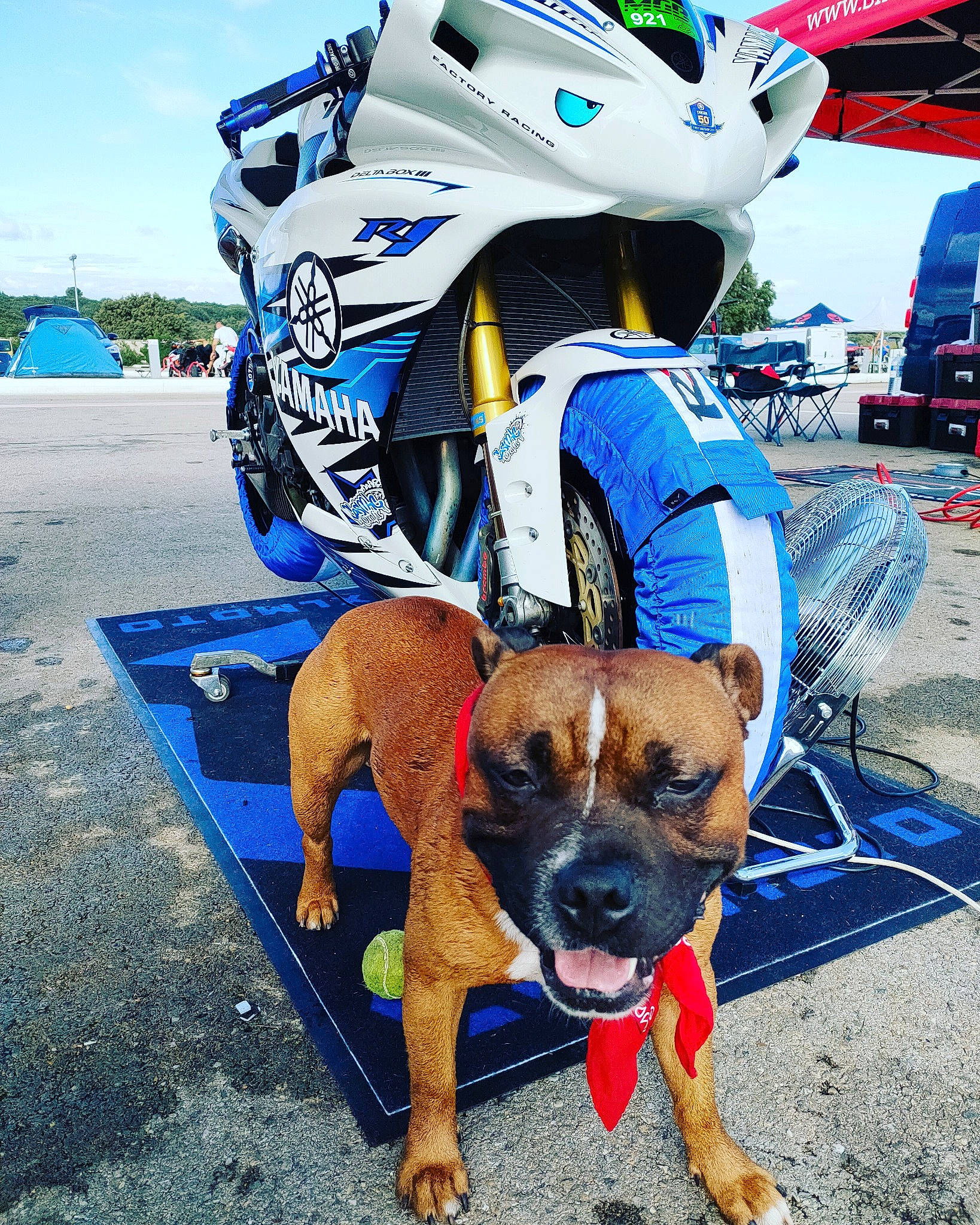 Nesta a rejoint le concours — aidez-le/la à gagner de superbes lots ! canidae, car, carnivore, dog, dog_breed, fawn, leash, non_sporting_group, snout, vacation, vehicle