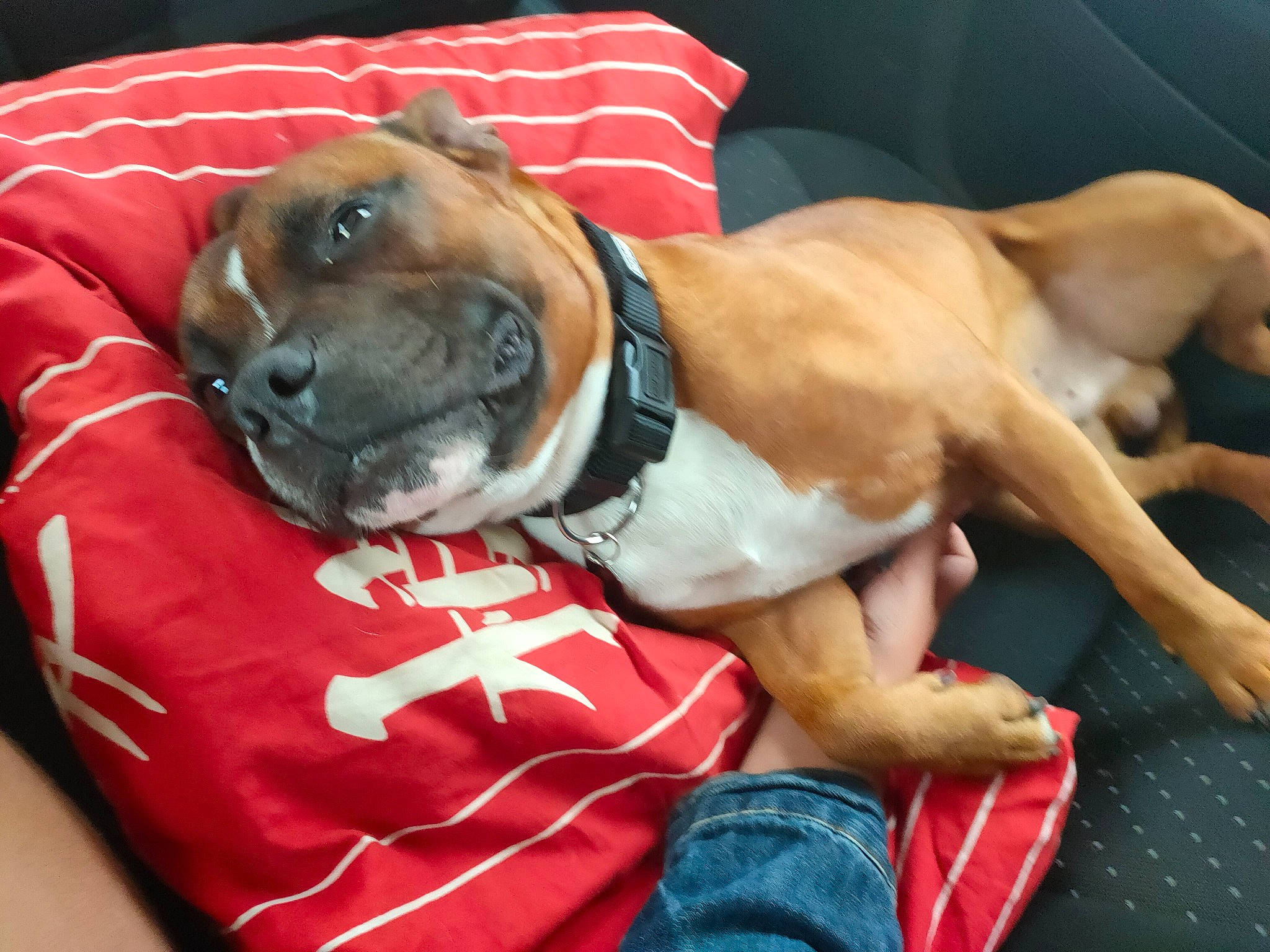 Nesta a rejoint le concours — aidez-le/la à gagner de superbes lots ! black_mouth_cur, boerboel, boxer, bullmastiff, canidae, carnivore, companion_dog, dog, dog_breed, fawn, mammal, muscle, non_sporting_group, old_english_bulldog, perro_de_presa_mallorquin, puppy, puppy_love, snout, valley_bulldog, vertebrate