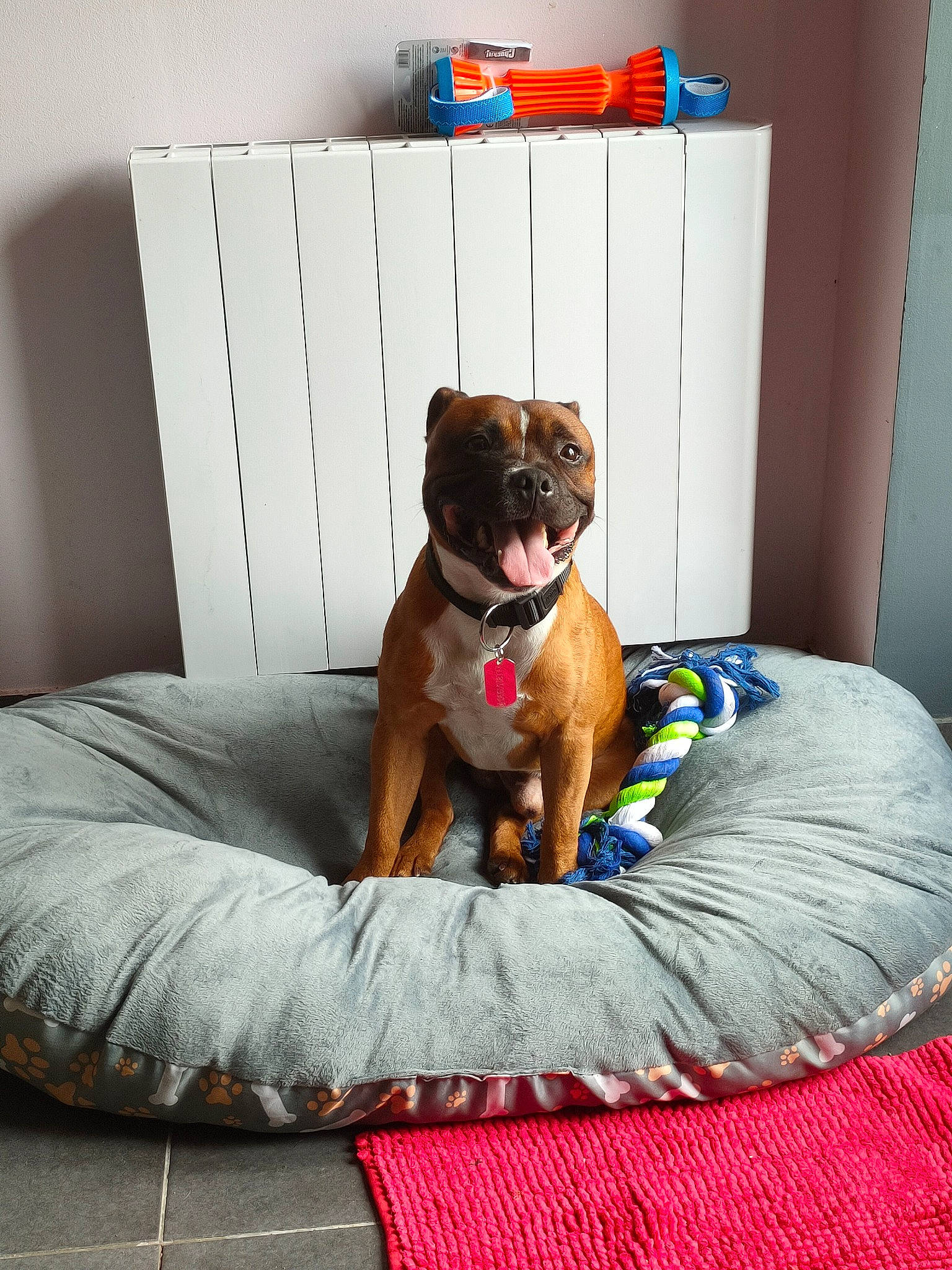 Nesta participe au concours pour gagner de l'argent avec cette photo : boxer, canidae, carnivore, companion_dog, dog, dog_bed, dog_breed, dog_supply, fawn, furniture, griffon_bruxellois, puppy, sporting_group