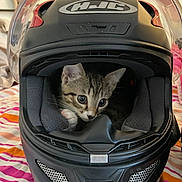 Alita participe au concours pour gagner de l'argent avec cette photo : kitten, cat, motorcycle_helmet, helmet, bedspread, striped, indoor, pet, animal, curious, black, gray, white, small, cute, resting, feline, closeup, young, cozy