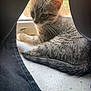 Alita a rejoint le concours — aidez-le/la à gagner de superbes lots ! cat, kitten, tabby, windowsill, curtain, indoor, pet, animal, feline, whiskers, tail, resting, sunlight, cozy, closeup, young, striped, fur, window, quiet
