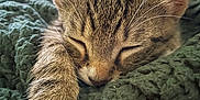 Alita a rejoint le concours — aidez-le/la à gagner de superbes lots ! kitten, cat, sleeping, paw, tabby, feline, closeup, blanket, cozy, fur, whiskers, resting, cute, pet, domestic_animal, indoor, soft, relaxing, animal, nap