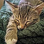 kitten, cat, sleeping, paw, tabby, feline, closeup, blanket, cozy, fur, whiskers, resting, cute, pet, domestic_animal, indoor, soft, relaxing, animal, nap