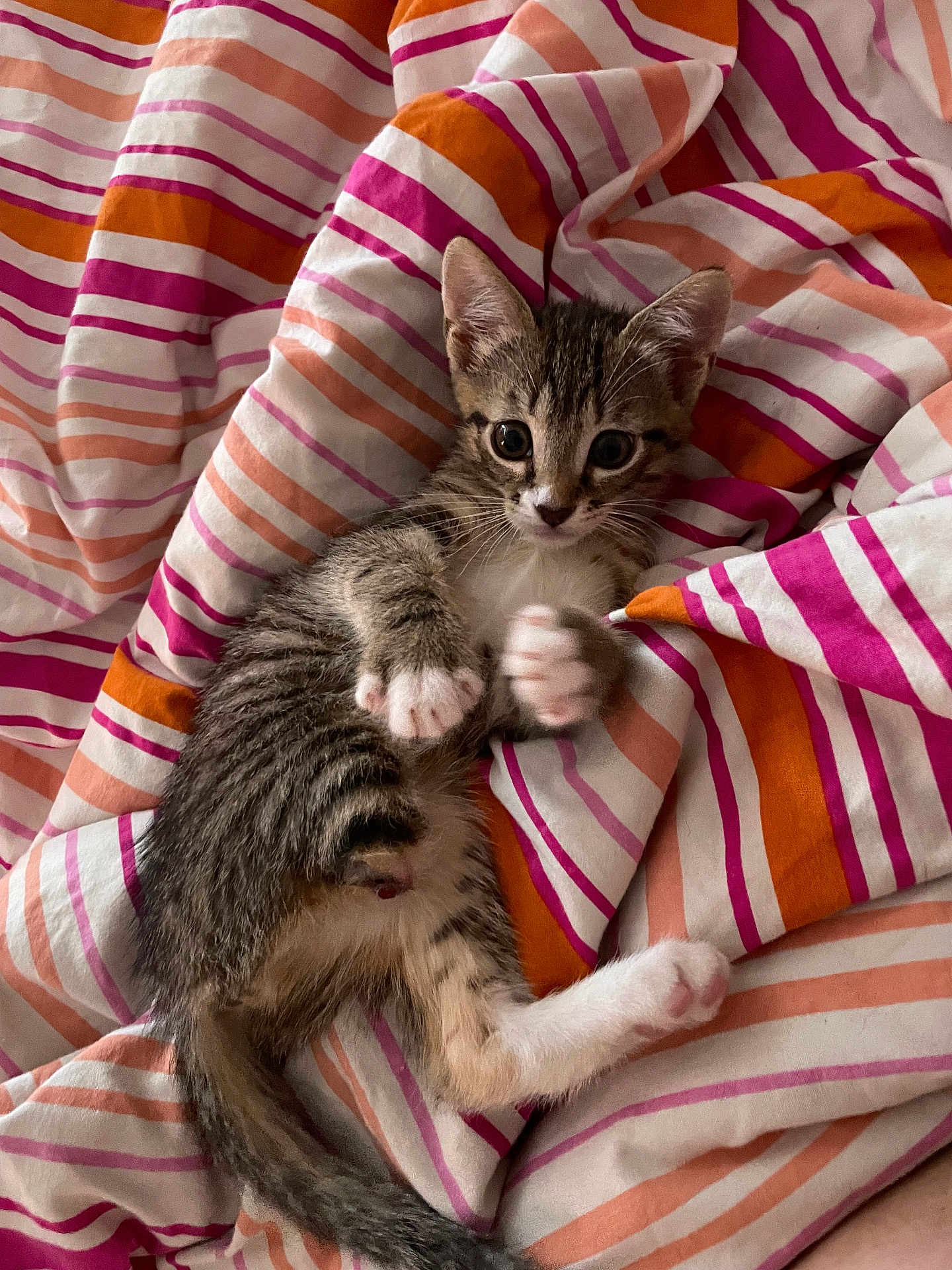 Alita a rejoint le concours — aidez-le/la à gagner de superbes lots ! kitten, cat, tabby, pet, animal, striped_blanket, indoor, playful, cute, fur, paw, wide_eyes, young, resting, cozy, domestic, whiskers, small, sleepy, soft