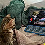 Alita participe au concours pour gagner de l'argent avec cette photo : kitten, cat, tablet, screen, blanket, quilt, indoor, cozy, curious, pet, feline, watching, technology, bed, soft_fabric, animal, side_view, resting, young_cat, domestic_cat