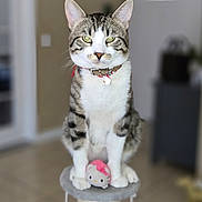 Rajah is registered to the contest to win money with this photo: cat, tabby, indoor, pet, toy, hello_kitty, cat_tree, sitting, feline, collar, fur, whiskers, ears, paws, floor, home_interior, blurred_background, cute, animal, domestic