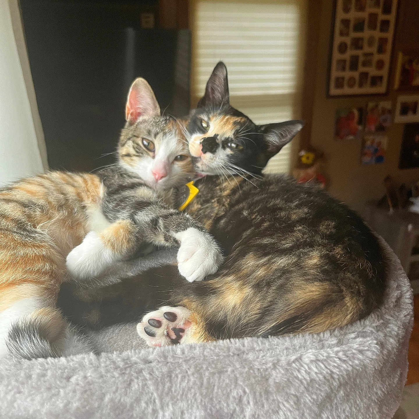 Jasmine Calli joined the competition — help win amazing prizes! animal, calico, cat, cat_bed, cats, companion, cozy, cute, feline, fur, indoor, light, paw, pet, pets, relaxed, snuggling, tabby, whiskers, window