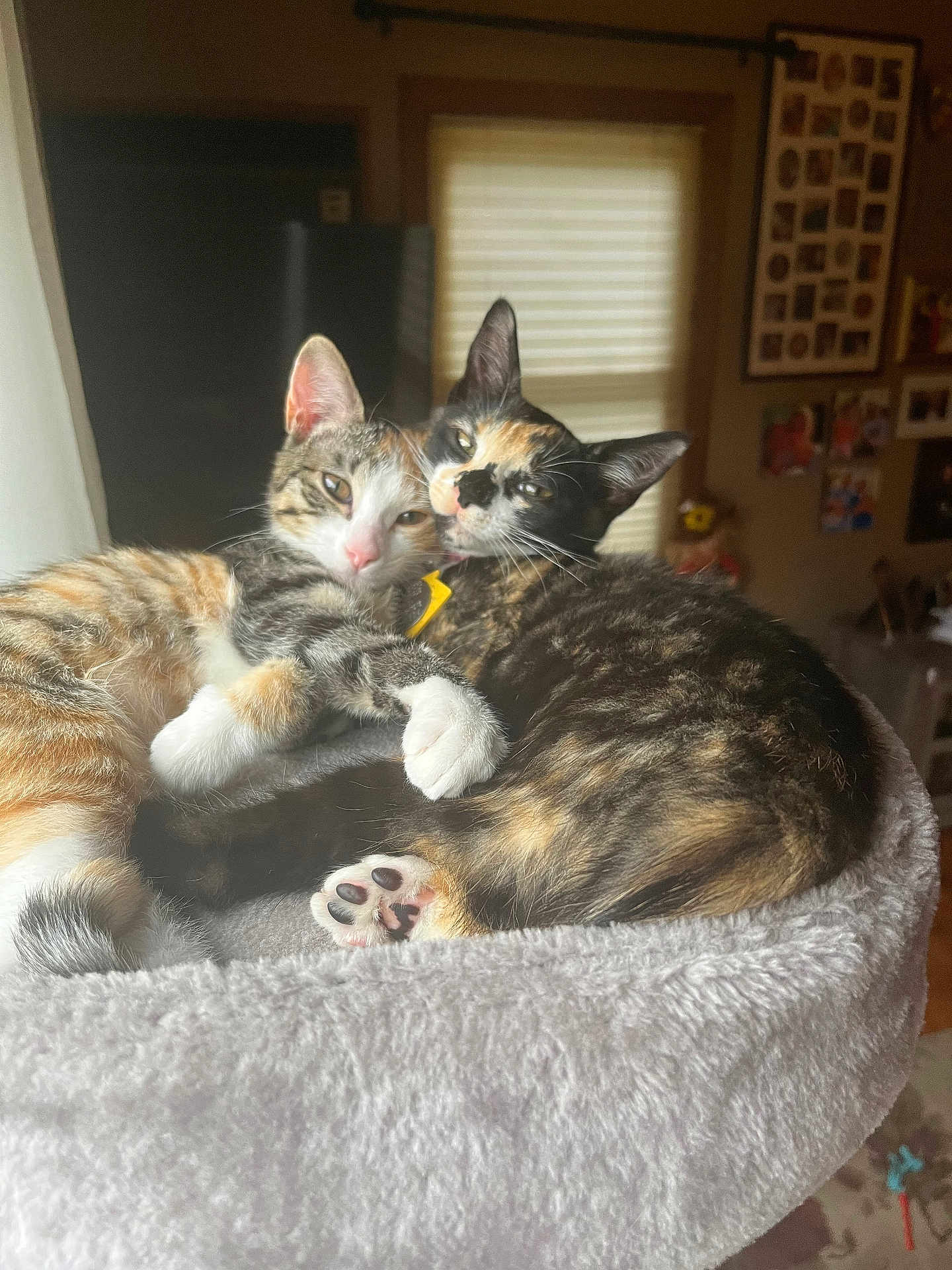 Jasmine Calli joined the competition — help win amazing prizes! cat, cats, pet, pets, feline, snuggling, cozy, cat_bed, indoor, window, light, relaxed, cute, animal, fur, whiskers, paw, tabby, calico, companion