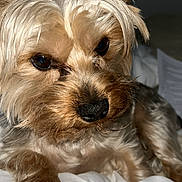 Siam a rejoint le concours — aidez-le/la à gagner de superbes lots ! animal, blanket, canine, close_up, companion, cute, dog, domestic_animal, ears, face, fur, indoor, paw, pet, portrait, resting, sleepy, small_dog, whiskers, yorkshire_terrier