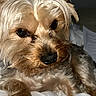 animal, blanket, canine, close_up, companion, cute, dog, domestic_animal, ears, face, fur, indoor, paw, pet, portrait, resting, sleepy, small_dog, whiskers, yorkshire_terrier