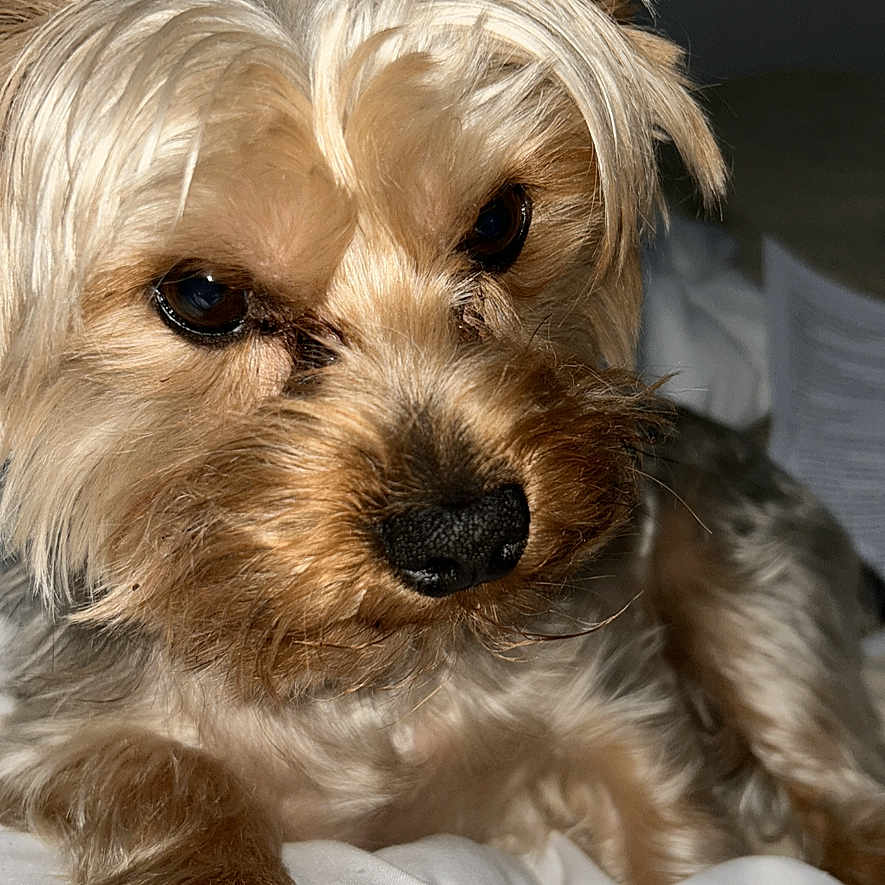 Siam a rejoint le concours — aidez-le/la à gagner de superbes lots ! animal, blanket, canine, close_up, companion, cute, dog, domestic_animal, ears, face, fur, indoor, paw, pet, portrait, resting, sleepy, small_dog, whiskers, yorkshire_terrier