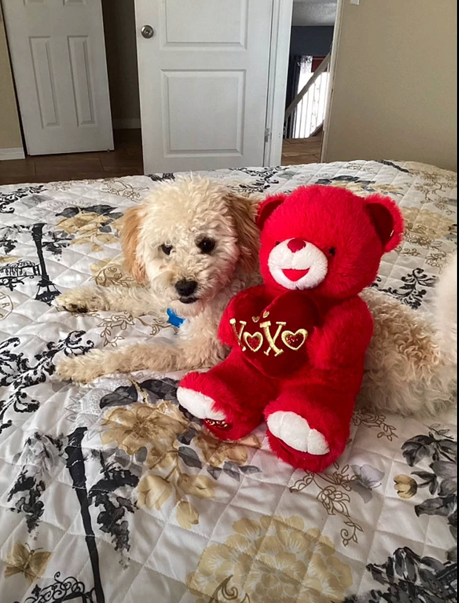 Bombom is registered to the contest to win money with this photo: carmine, carnivore, companion_dog, dog, dog_breed, dog_supply, door, fawn, flooring, fur, home_door, pattern, pet_supply, plush, stuffed_toy, teddy_bear, toy, toy_dog, wood, working_animal
