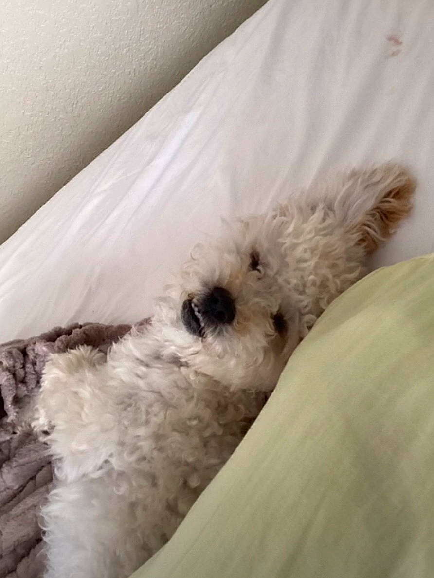 Bombom joined the competition — help win amazing prizes! ball, canidae, companion_dog, dog_breed, fruit, fur, non_sporting_group, parrot, snout, sporting_group, stuffed_toy, toy, toy_dog, whiskers, wood