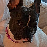 Kaia joined the competition — help win amazing prizes! dog, french_bulldog, pet, collar, beads, bed, indoor, close_up, ears, white_fur, black_fur, animal, canine, looking, curious, cute, domestic, companion, portrait, face