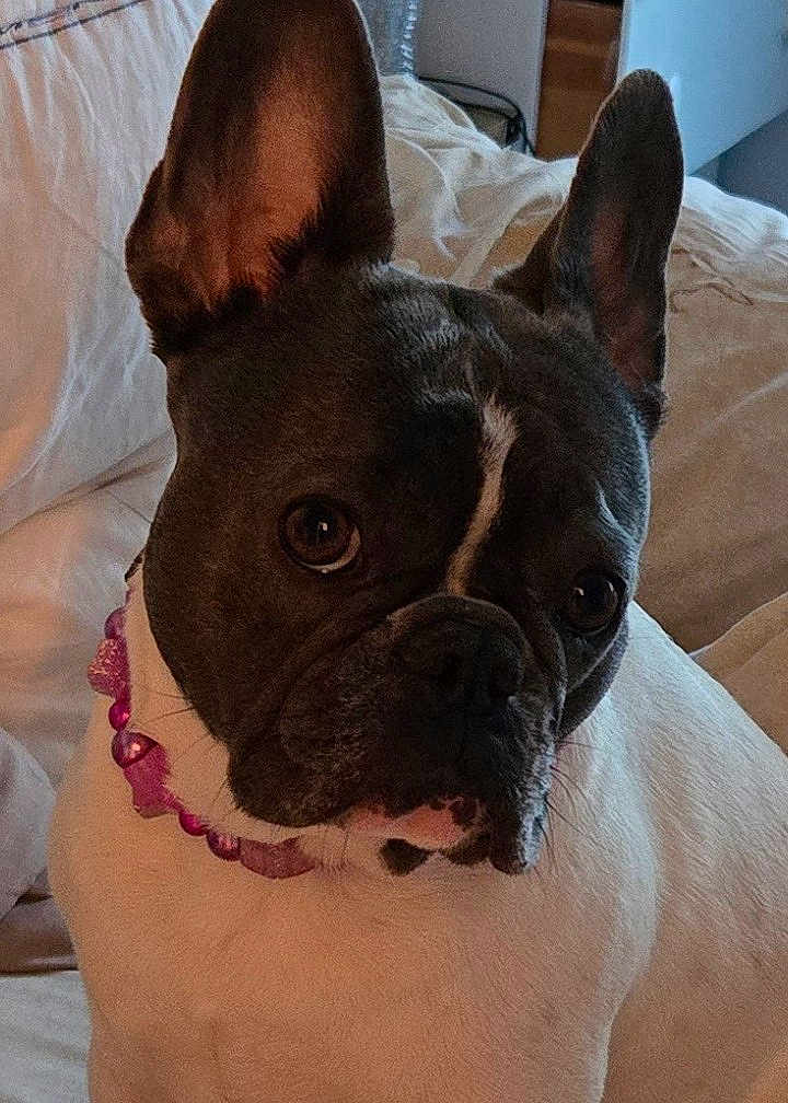 Kaia