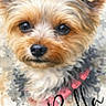 adorable, animal, artistic, canine, closeup, cute, dog, ears, eyes, face, fluffy, fur, name_overlay, nose, painting, pet, pink_collar, portrait, small_dog, watercolor