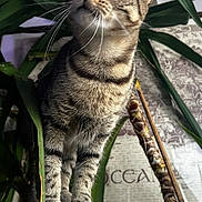 Hera participe au concours pour gagner de l'argent avec cette photo : alert, animal, background, cat, close_up, curious, decor, domestic, feline, fur, green_leaves, houseplant, indoor, paws, pet, plant, portrait, tabby, tree_trunk, whiskers