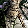 alert, animal, background, cat, close_up, curious, decor, domestic, feline, fur, green_leaves, houseplant, indoor, paws, pet, plant, portrait, tabby, tree_trunk, whiskers