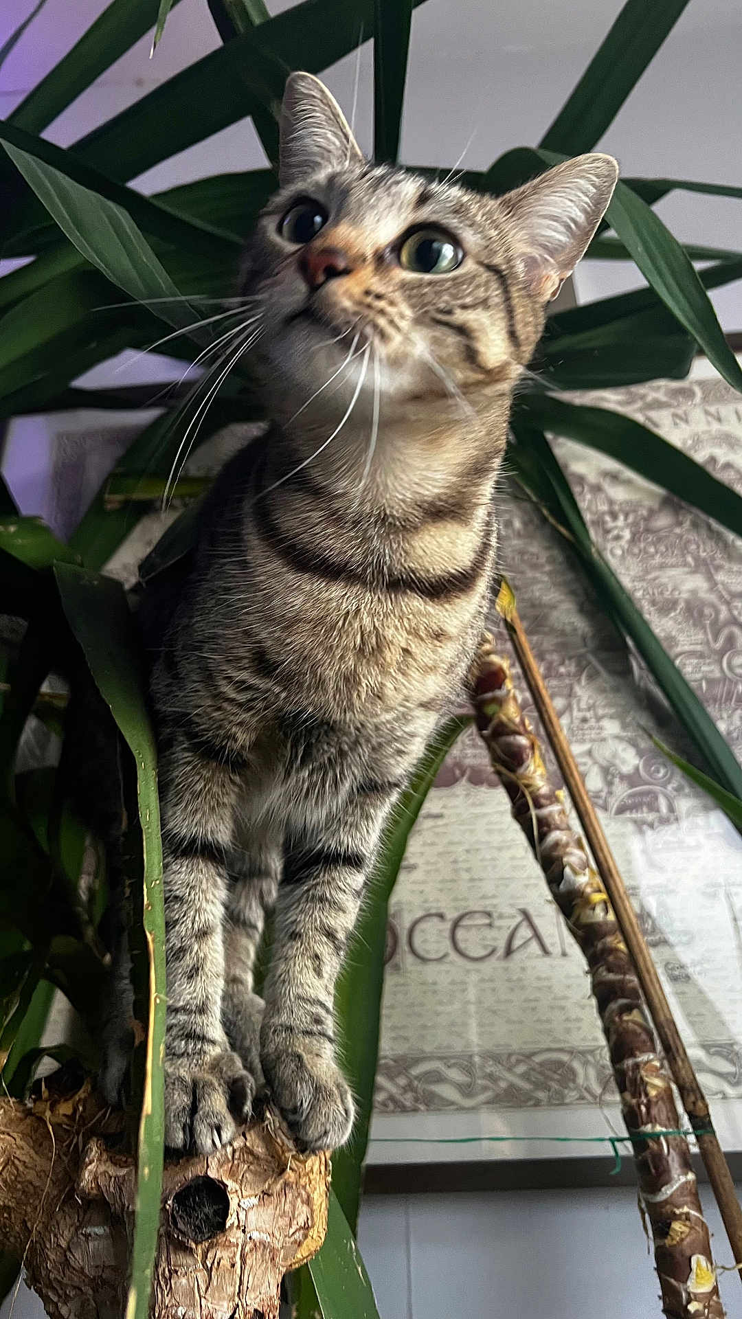 Hera