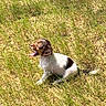 dog, grass, outdoor, sunlight, yawning, pet, animal, nature, field, fur, sitting, brown, white, daytime, canine, tongue, relaxed, summer, wildlife, peaceful