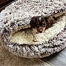 Barkley joined the competition — help win amazing prizes! puppy, dog, pet_bed, fluffy, cozy, indoor, carpet, wood_floor, brown, white, small_dog, cute, animal, resting, fur, canine, home, comfort, looking, young