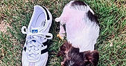 Barkley joined the competition — help win amazing prizes! animal, chewing, cute, daylight, dog, footwear, grass, nature, outdoor, pet, playing, puppy, shoe, side_view, small_animal, summer, toy, tricolor, white_sneaker, young_dog