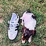 Barkley joined the competition — help win amazing prizes! puppy, dog, grass, shoe, white_sneaker, outdoor, young_dog, playing, tricolor, pet, small_animal, footwear, nature, chewing, cute, animal, side_view, toy, summer, daylight