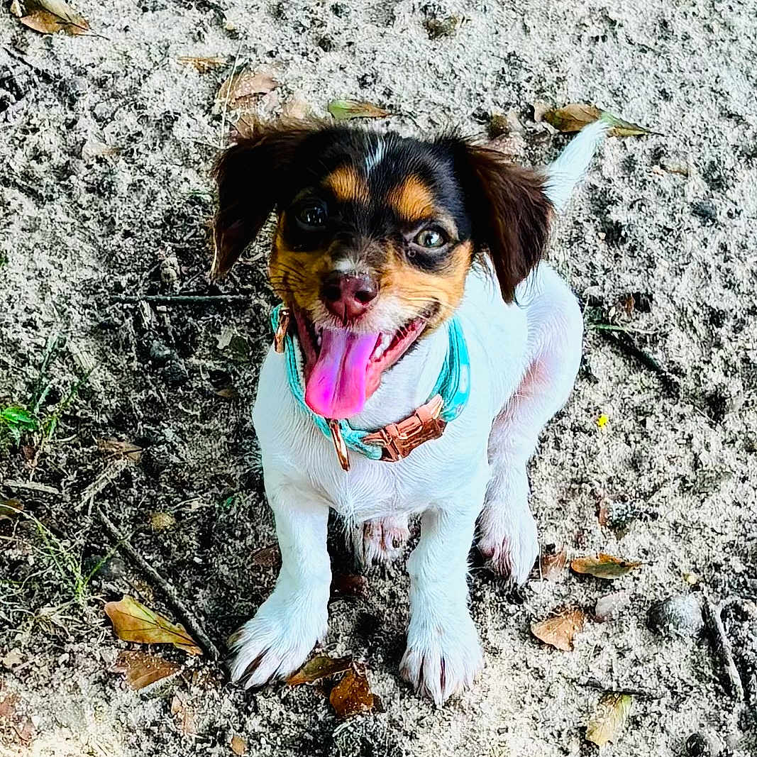 Barkley