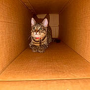 Lynx joined the competition — help win amazing prizes! alert, animal, box_interior, brown, cardboard_box, cat, collar, curious, cute, feline, indoor, pet, resting, shadow, small, striped, tabby, tag, whiskers, wide_eyes