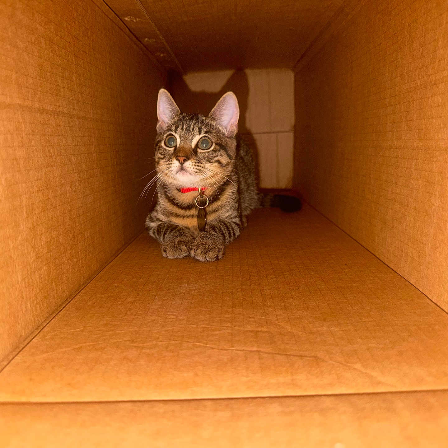 Lynx